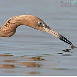 Aigrette roussâtre