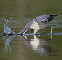 Aigrette tricolore