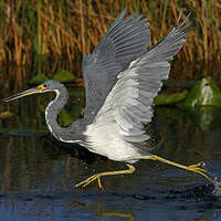 Aigrette tricolore