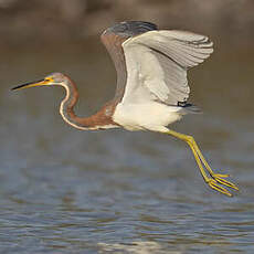 Aigrette tricolore