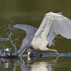 Aigrette tricolore