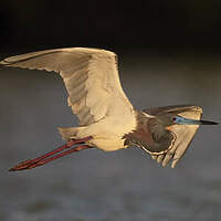 Aigrette tricolore