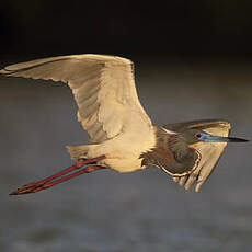 Aigrette tricolore