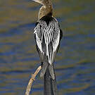 Anhinga d'Amérique