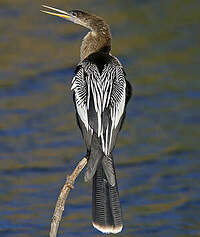 Anhinga d'Amérique