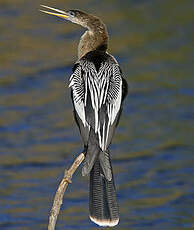 Anhinga d'Amérique