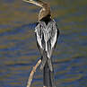 Anhinga d'Amérique