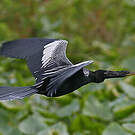 Anhinga d'Amérique