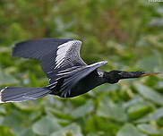 Anhinga d'Amérique