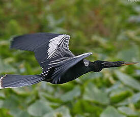 Anhinga d'Amérique