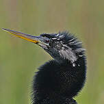 Anhinga d'Amérique