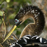 Anhinga d'Amérique