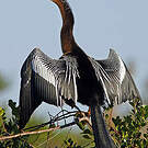 Anhinga d'Amérique