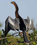 Anhinga d'Amérique