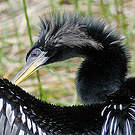 Anhinga d'Amérique
