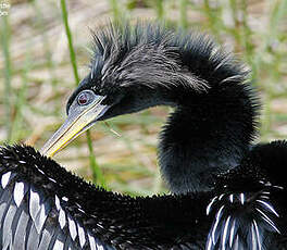 Anhinga d'Amérique