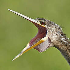 Anhinga d'Amérique