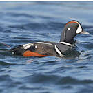 Arlequin plongeur