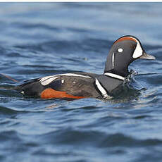 Arlequin plongeur