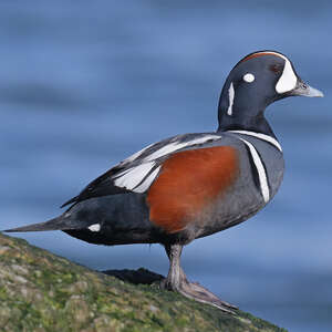 Arlequin plongeur