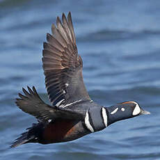 Arlequin plongeur