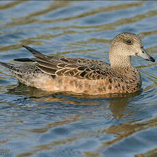 Canard à front blanc