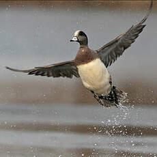 Canard à front blanc