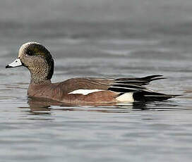 Canard à front blanc