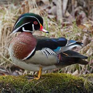 Canard carolin