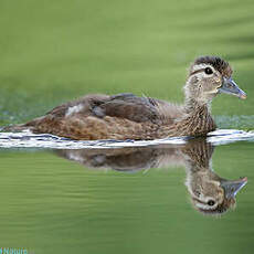 Canard carolin