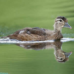 Canard carolin