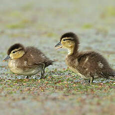 Canard carolin