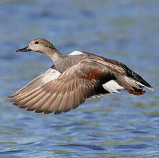 Canard chipeau