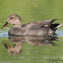 Canard chipeau