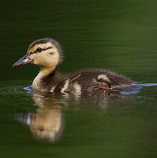 Canard colvert