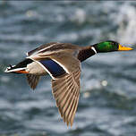 Canard colvert