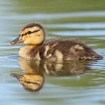 Canard colvert