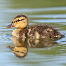 Canard colvert