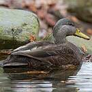 Canard noir