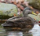 Canard noir