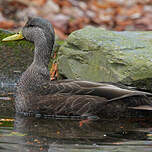 Canard noir