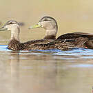 Canard noir