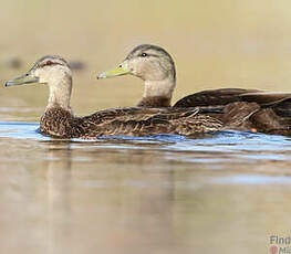 Canard noir