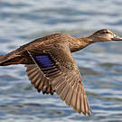 Canard noir