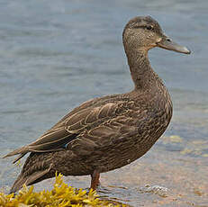 Canard noir