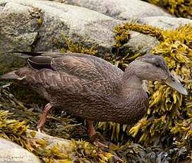 Canard noir