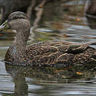 Canard noir