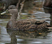 Canard noir