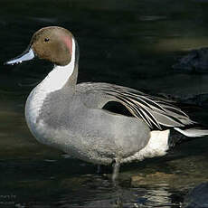 Canard pilet