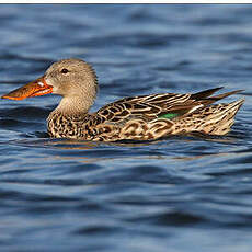 Canard souchet